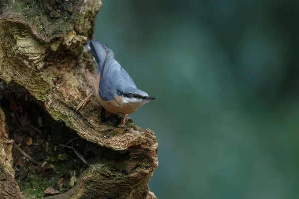小鳥が木の上に座ってのビュー — ストック写真