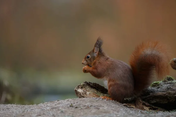 Detailní Záběr Chlupaté Veverky Mytí Obličeje Rozostřeného Pozadí — Stock fotografie