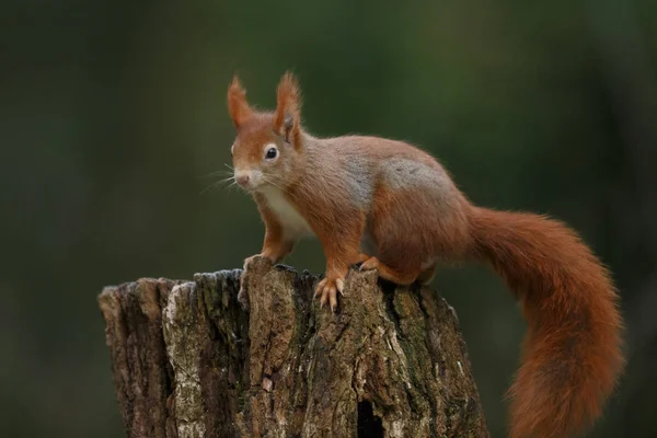 Uitzicht Van Pluizige Rode Eekhoorn Staande Sawed Boom — Stockfoto