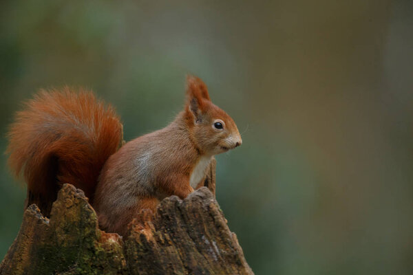View of fluffy red squirrel standing inside broken tree