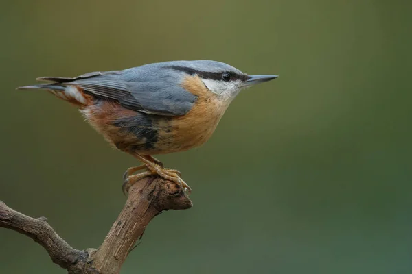 Vue Latérale Petit Oiseau Assis Sur Une Branche — Photo