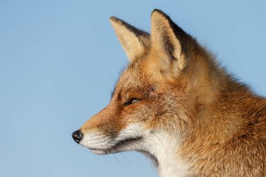 Kırmızı tilki yavrusu doğa 