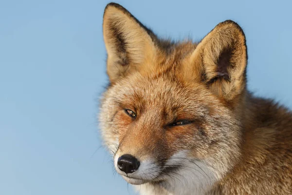 Red fox mládě v přírodě — Stock fotografie