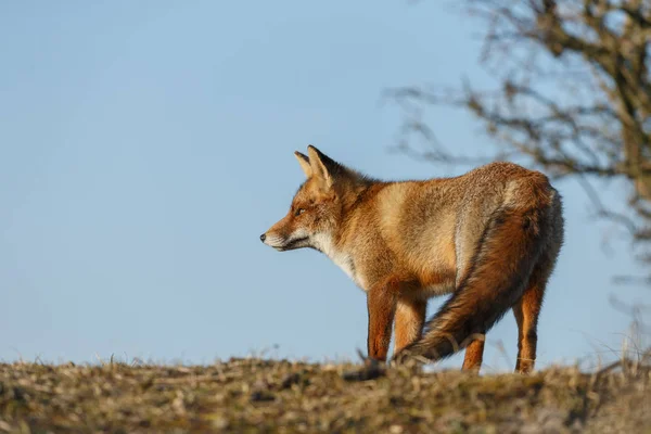 Raposa vermelha filhote na natureza — Fotografia de Stock