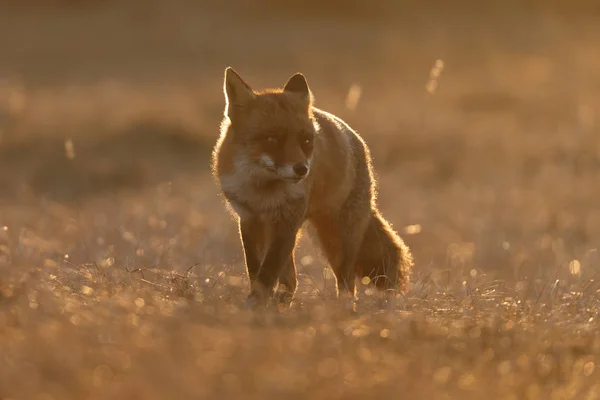 Cachorro de zorro rojo en naturaleza — Foto de Stock