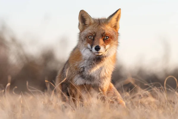 Red fox welp in de natuur — Stockfoto