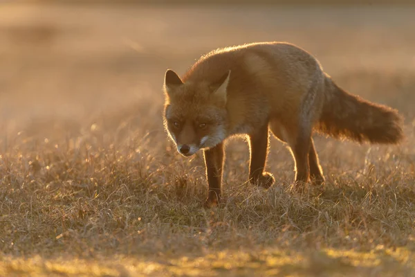Red fox cub i naturen — Stockfoto