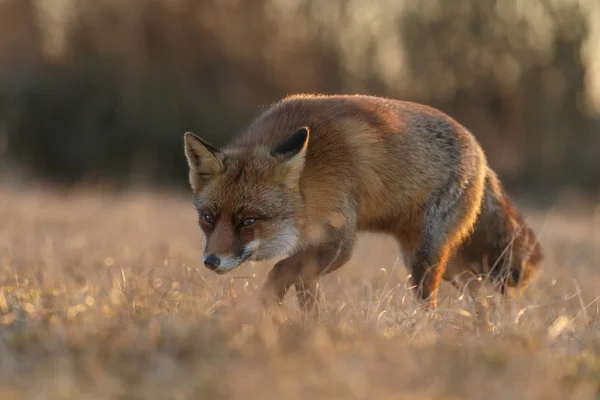 Red fox cub i naturen — Stockfoto