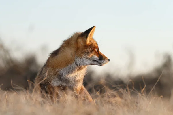 Rotfuchsjunges in der Natur — Stockfoto