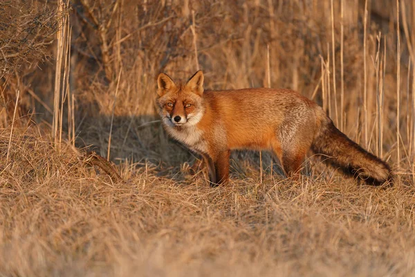 Red fox cub i naturen — Stockfoto
