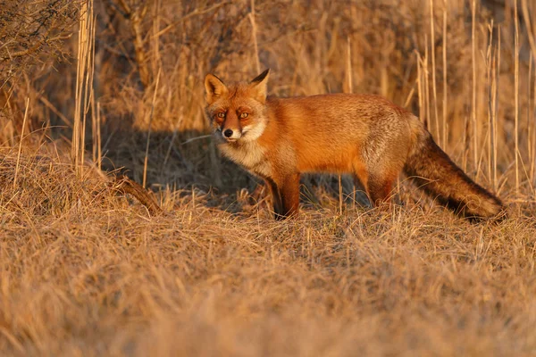 Red fox cub i naturen — Stockfoto