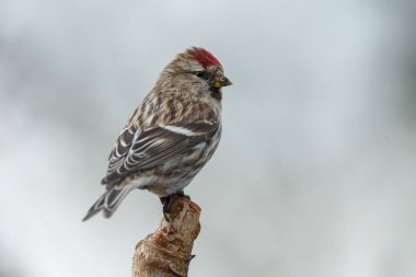 ortak redpoll kuş yakın çekim 