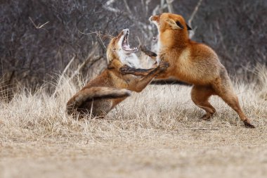 Hollandalı dunes içinde kırmızı tilki 
