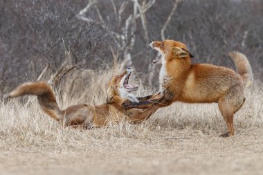 Hollandalı dunes içinde kırmızı tilki 
