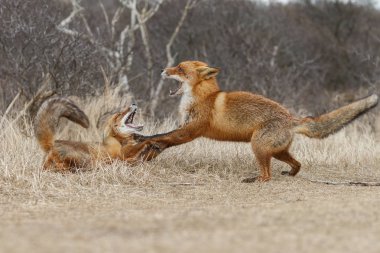 Hollandalı dunes içinde kırmızı tilki 
