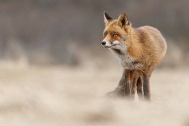 Kızıl Tilki Hollandalı dunes içinde 
