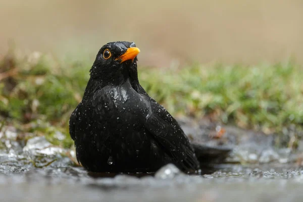 The common blackbird (Turdus merula) takes a bath