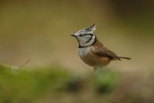 European Crested Tit Bird — Φωτογραφία Αρχείου