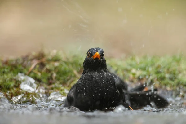 The common blackbird (Turdus merula) takes a bath