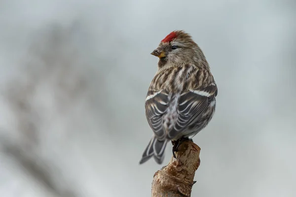 共通ベニヒワ鳥をクローズ アップ — ストック写真