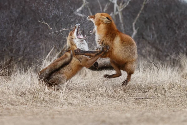Αλεπούδες Κόκκινο Στην Ολλανδική Θίνες — Φωτογραφία Αρχείου
