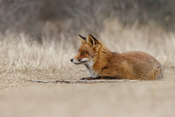 Red Fox Dutch Dunes — Stock Photo, Image