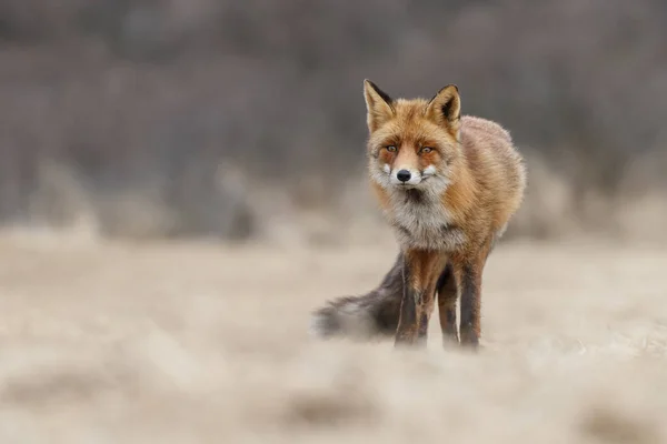 Red Fox Holenderskich Wydm — Zdjęcie stockowe