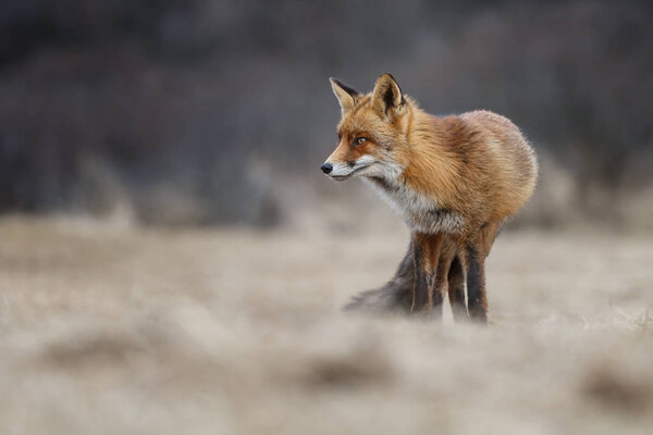 Red fox in dutch dunes