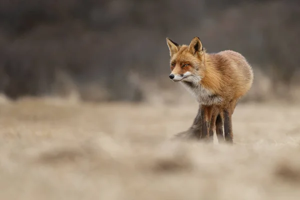 Rotfuchs Holländischen Dünen — Stockfoto