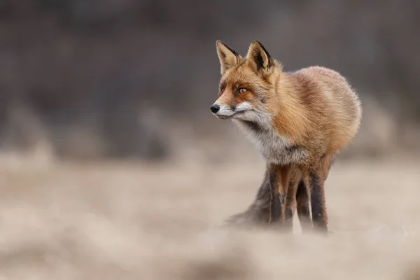 Rödräv Holländska Sanddyner — Stockfoto