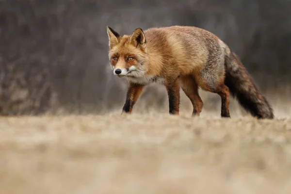 Rotfuchs Holländischen Dünen — Stockfoto