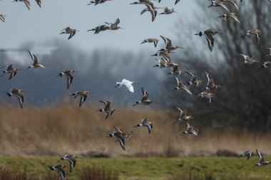 Bir beyaz renkli siyah-kuyruk çulluğu uçuş