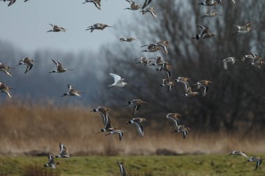 Bir beyaz renkli siyah-kuyruk çulluğu uçuş