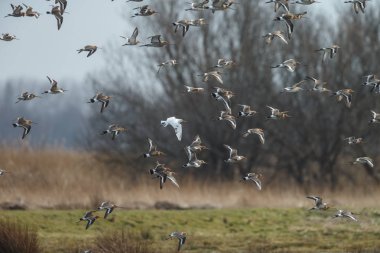 Bir beyaz renkli siyah-kuyruk çulluğu uçuş