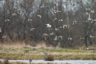 Bir beyaz renkli siyah-kuyruk çulluğu uçuş