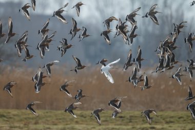 Bir beyaz renkli siyah-kuyruk çulluğu uçuş