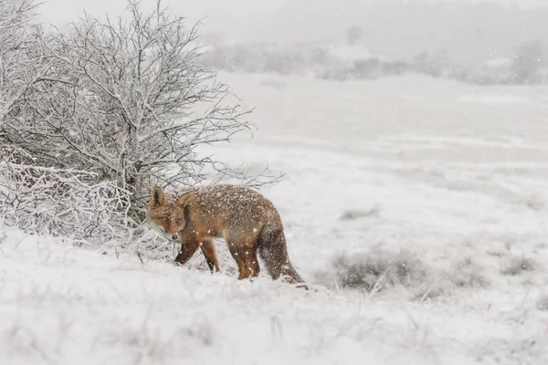 Red Fox Holenderskich Wydm — Zdjęcie stockowe