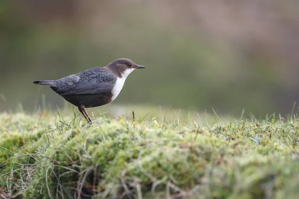 white throated dipper bird