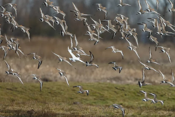 Egy Fehér Színű Limosa Limosa Repülés — Stock Fotó