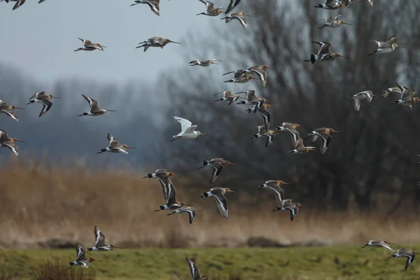 stock image A White coloured black-tailed godwit in flight