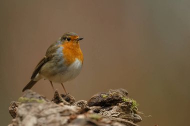 Robin kuş kutup beton
