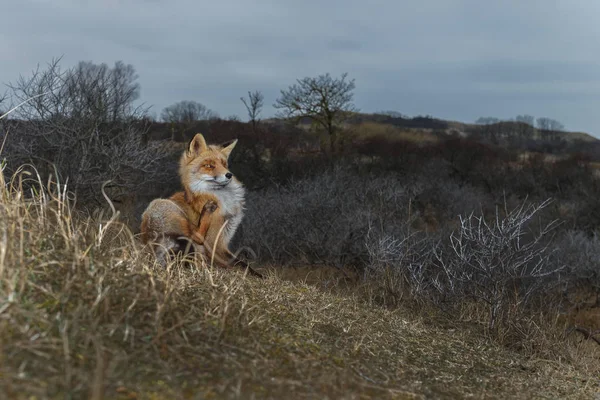 Cachorro de zorro rojo en naturaleza —  Fotos de Stock