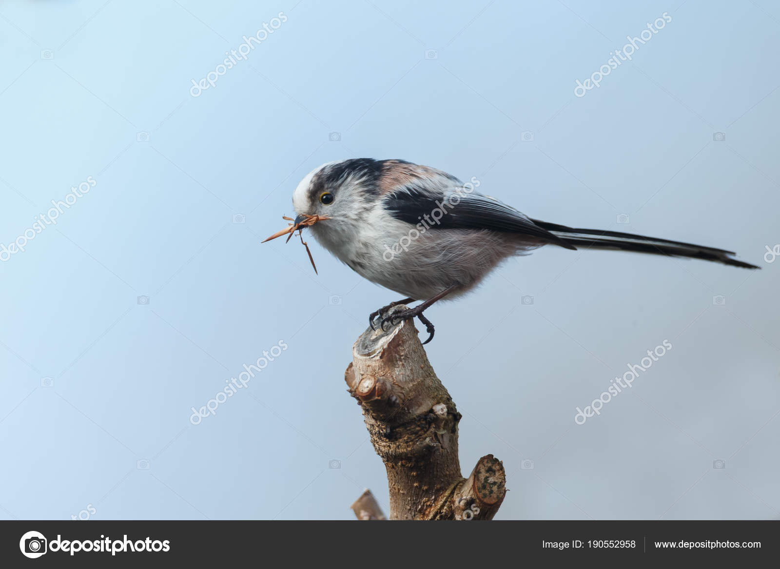 Petit Oiseau Assis Sur Branche Avec Insecte Dans Bec