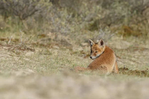 Άποψη Του Άγρια Αλεπού Cub Στο Φυσικό Περιβάλλον — Φωτογραφία Αρχείου