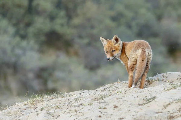 Άποψη Του Άγρια Αλεπού Cub Στο Φυσικό Περιβάλλον — Φωτογραφία Αρχείου