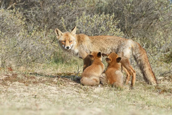 Weergave Van Wild Fox Met Fox Welpen Natuurlijke Omgeving — Stockfoto