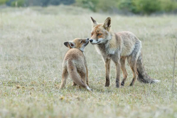 View of wild fox with fox-cub in natural environment