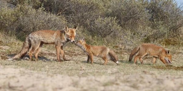 Vahşi Fox Fox Yavrularını Doğal Ortamda Ile Görünümünü — Stok fotoğraf
