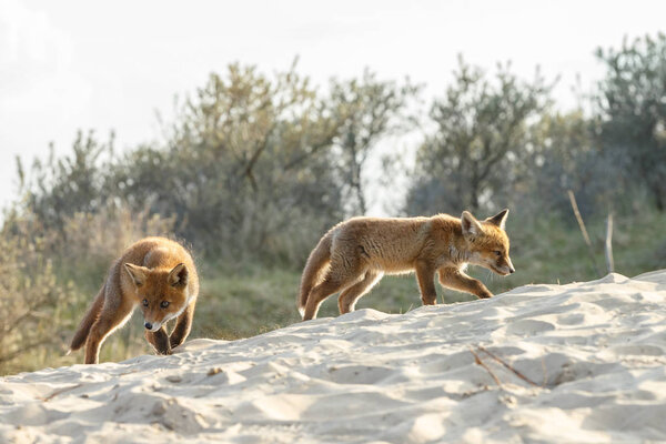 View of two wild fox-cubs in natural environment