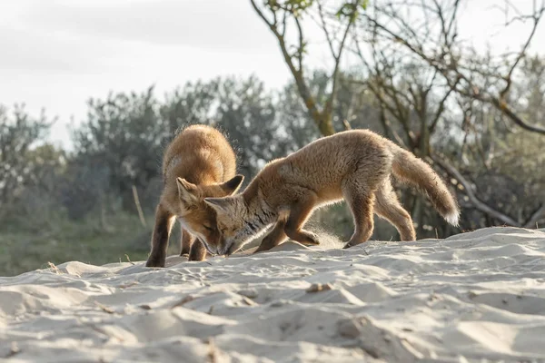 Άποψη Των Δύο Άγρια Αλεπού Cubs Στο Φυσικό Περιβάλλον — Φωτογραφία Αρχείου